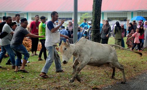 SG06_11082019_KORBAN_BN201908
