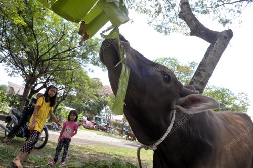 SG06_11092016_LEMBU_KORBAN