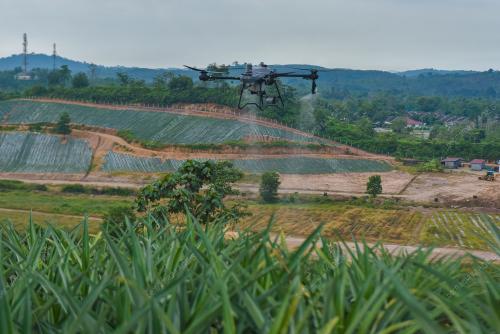 LADANG NENAS