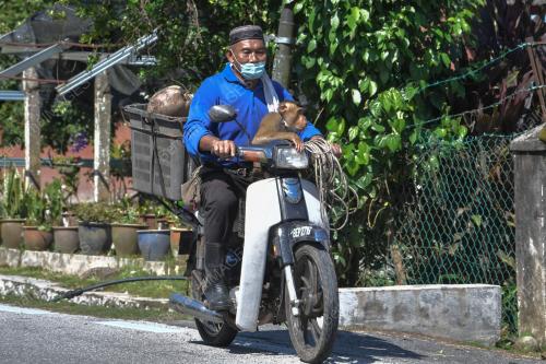 BERUK MEMETIK BUAH KELAPA
