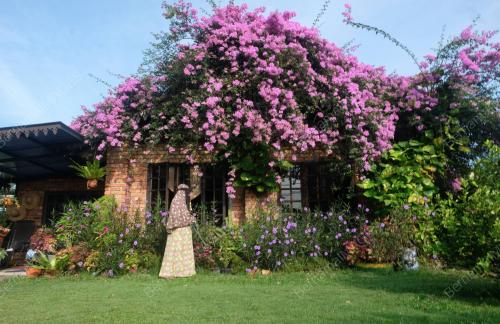 POKOK BUNGA KERTAS