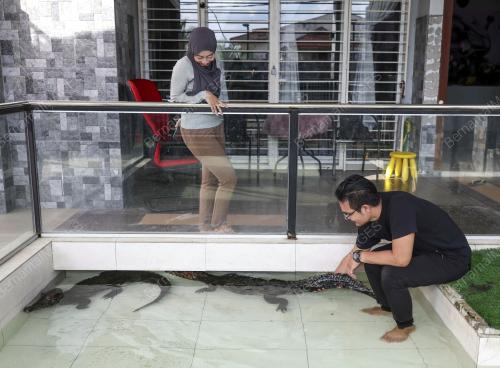 HAIWAN PELIHARAAN DI RUMAH