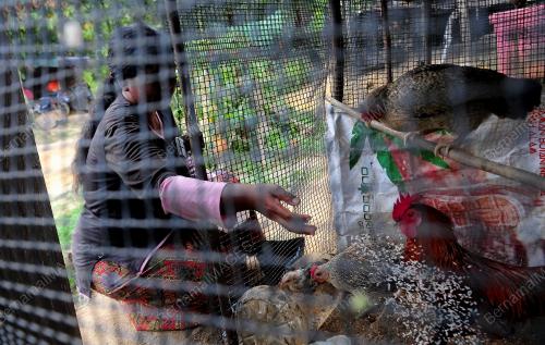TINJAUAN AKTIVITI PENDUDUK ORANG ASLI