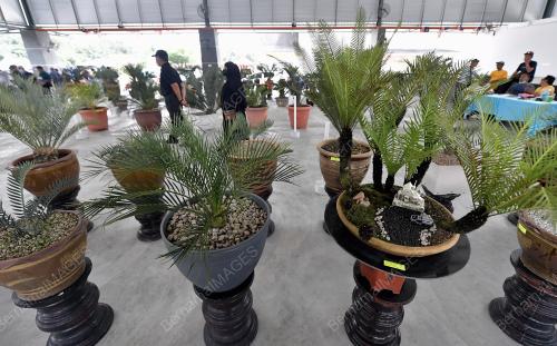 PAMERAN KELUARGA CYCADS