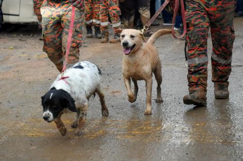 ANJING UNIT K9