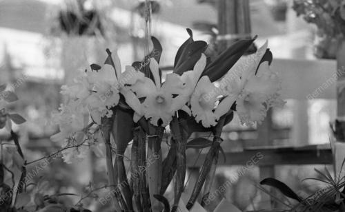 SG06_23102015_AGASIA