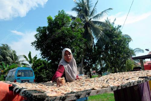 TINJAUAN PENGHASILAN IKAN MASIN DALAM PKP 2.0