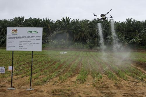 LADANG BAWANG MERAH KECIL