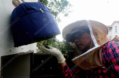 OPERASI MENGALIHKAN SARANG LEBAH