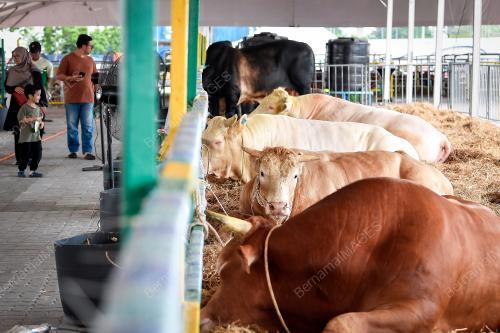 TINJAUAN LEMBU KORBAN AIDILADHA