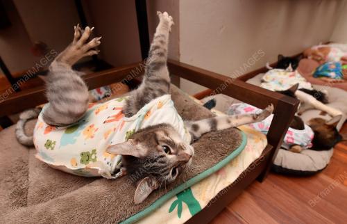 KUCING KURANG UPAYA