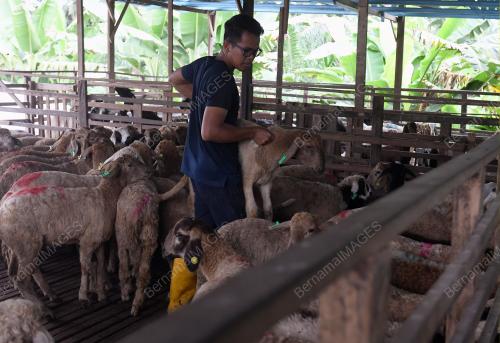 KAMBING KORBAN