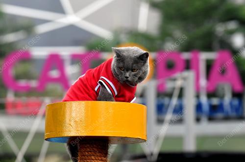 TAMAN REKREASI KUCING CATOPIA SHAH ALAM