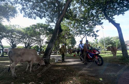 TINJAUAN MENJELANG IBADAH KORBAN