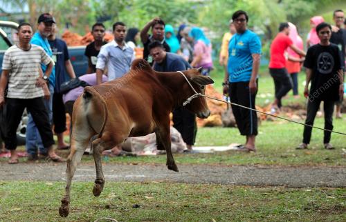 SG07_11082019_KORBAN_BN201908