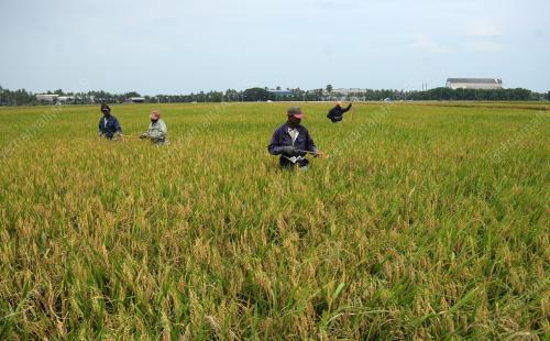 TINJAUAN AKTIVITI PEKERJA SAWAH