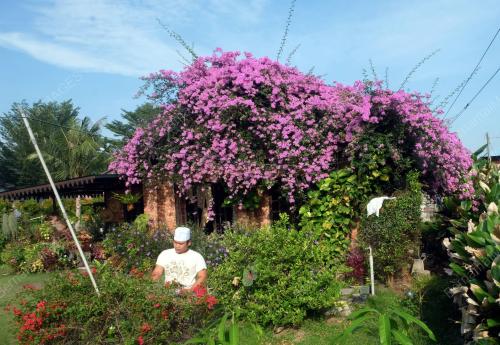 POKOK BUNGA KERTAS