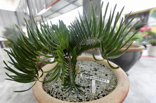 PAMERAN KELUARGA CYCADS