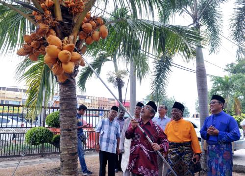SG07_18072017_MOA_KELAPA