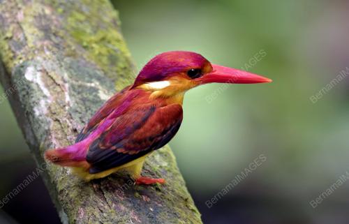 SG07_23122016_PEKAKA_API
