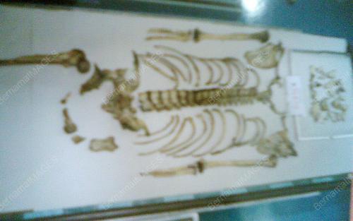 TULANG ALTANTUYA