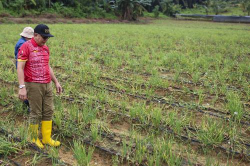 LADANG BAWANG MERAH KECIL