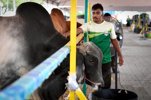 TINJAUAN LEMBU KORBAN AIDILADHA