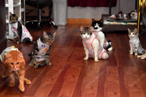 KUCING KURANG UPAYA