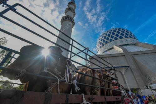 PROGRAM KORBAN MASJID SHAH ALAM