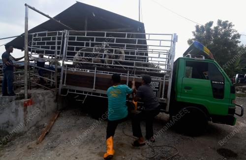 TINJAUAN KANDANG LEMBU KORBAN