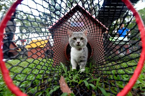 TAMAN REKREASI KUCING CATOPIA SHAH ALAM