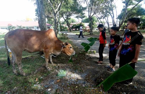 TINJAUAN MENJELANG IBADAH KORBAN