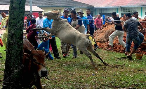 SG08_11082019_KORBAN_BN201908