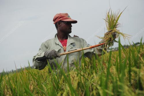 TINJAUAN AKTIVITI PEKERJA SAWAH