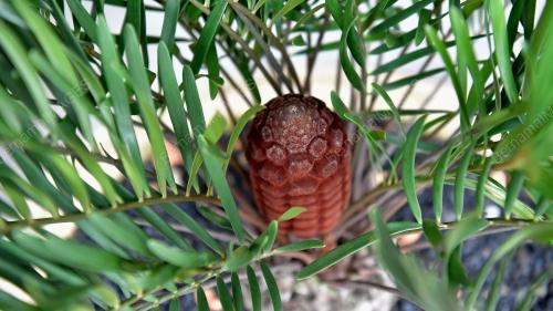 PAMERAN KELUARGA CYCADS