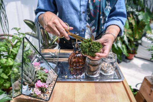 TERRARIUM THERAPY