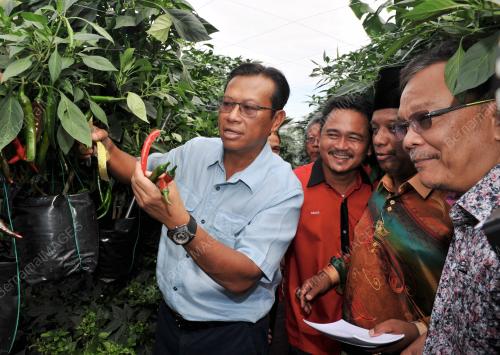 SG08_22012016_LADANG_CILI