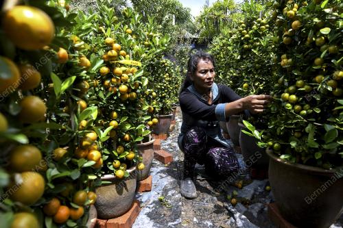 SG08_23012018_POKOK_LIMAU