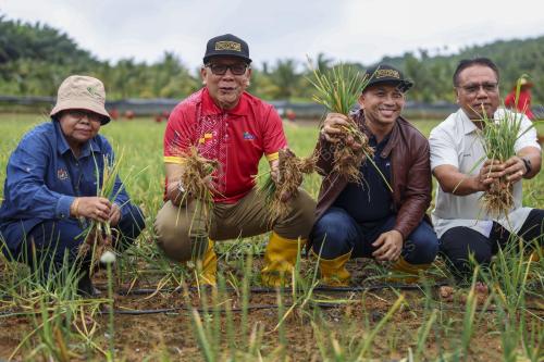 LADANG BAWANG MERAH KECIL