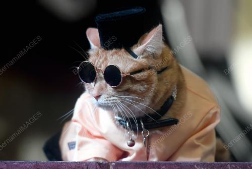 RUMAH TERBUKA HARI RAYA AIDILFITRI KELAB KUCING MALAYSIA