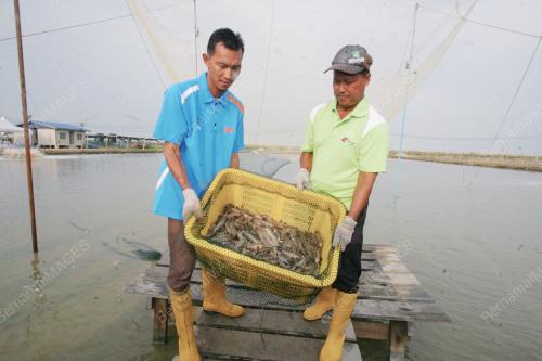 UDANG HARIMAU
