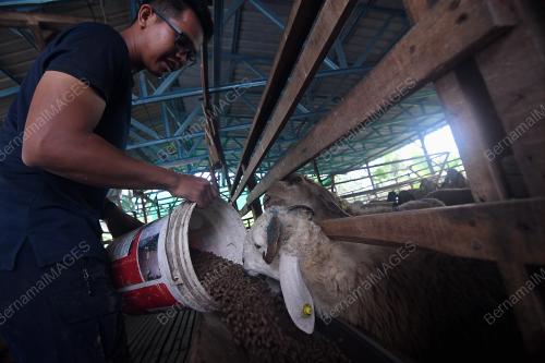 KAMBING KORBAN