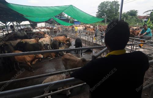 TINJAUAN KANDANG LEMBU KORBAN