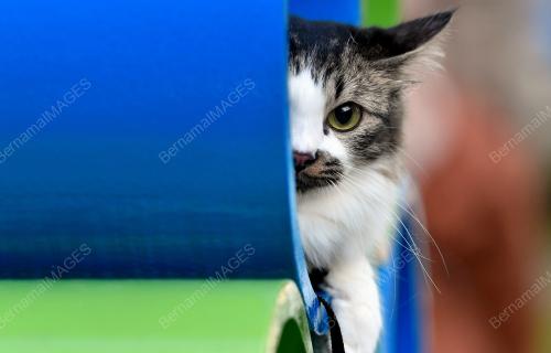 TAMAN REKREASI KUCING CATOPIA SHAH ALAM