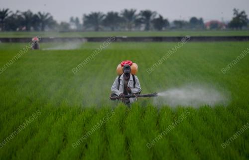 PEKERJA SAWAH MENYEMBUR RACUN SERANGGA