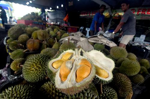 MUSIM DURIAN