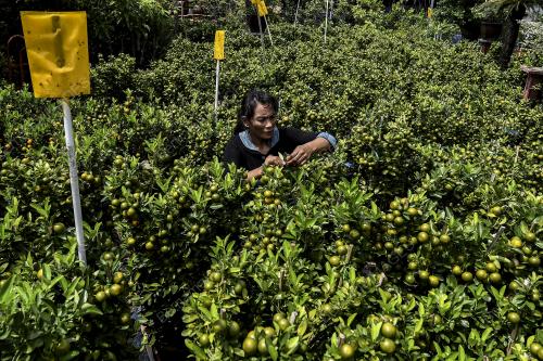 SG09_23012018_POKOK_LIMAU