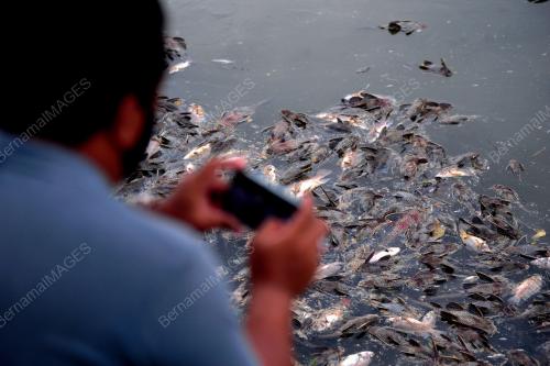 TINJAUAN IKAN AIR TAWAR MATI DI SUNGAI DAMANSARA