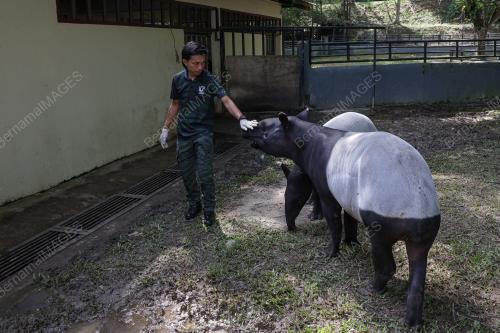 MAJLIS SAMBUTAN HARI TAPIR SEDUNIA 2025