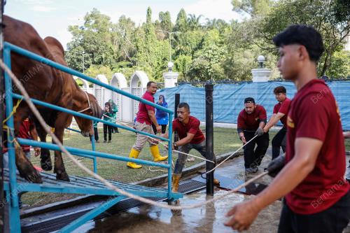 KORBAN AIDILADHA SELANGOR